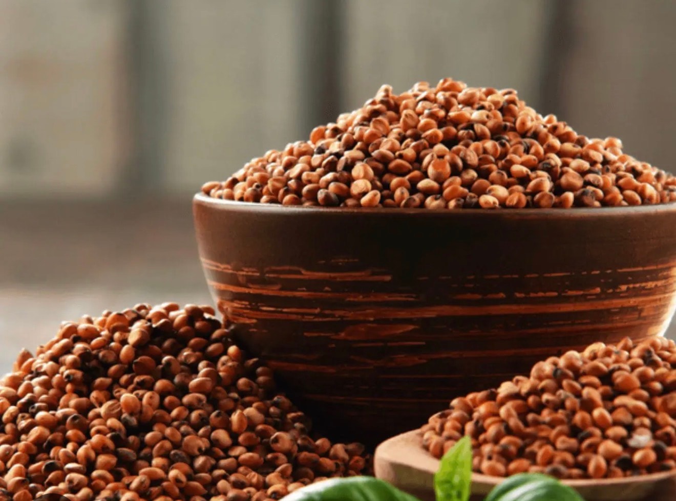 Sorgo